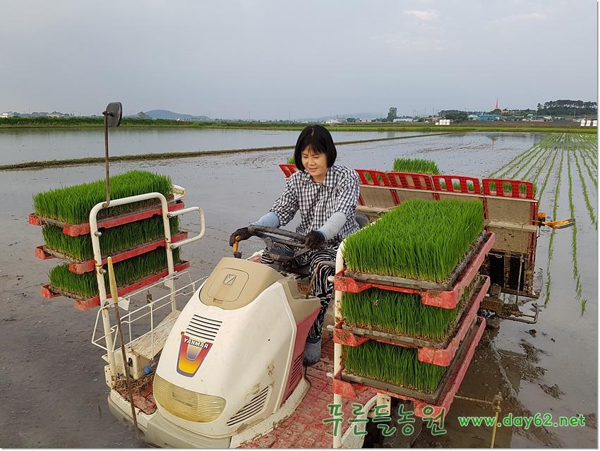 유기농쌀 재배