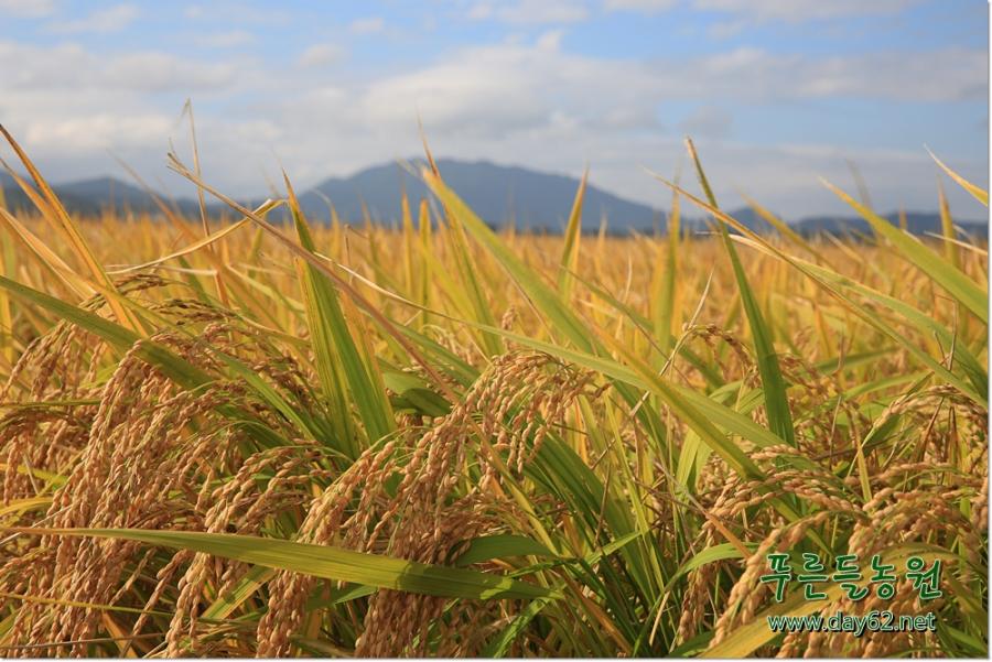 푸른들농원,황금물결,유기농쌀,상품리뷰